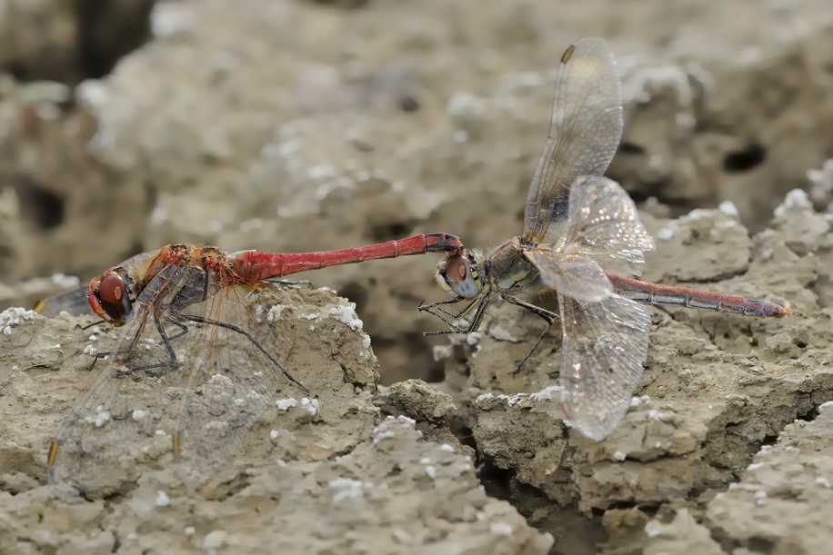 Accoppiamento S.fonscolombii